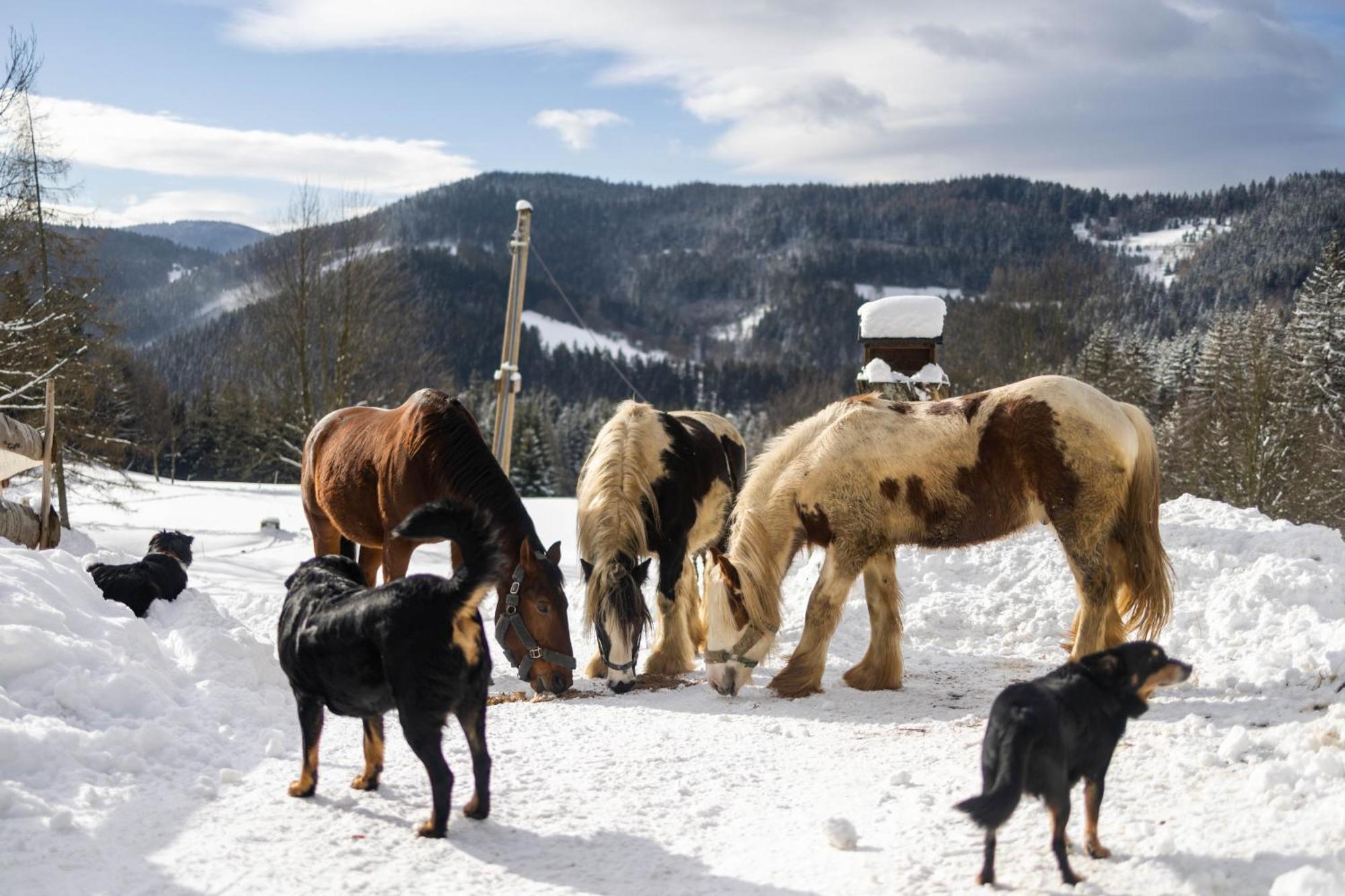 Statek U Rajmunda Zemedelska Farma Villa Velké Karlovice Buitenkant foto