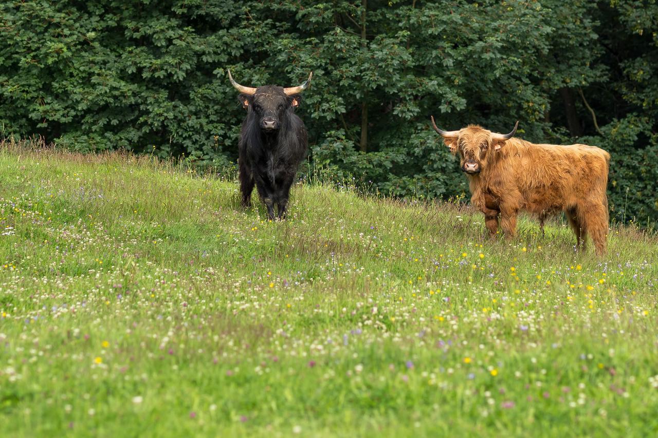 Statek U Rajmunda Zemedelska Farma Villa Velké Karlovice Buitenkant foto