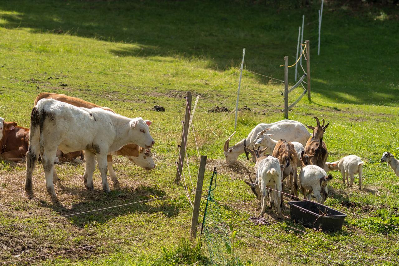 Statek U Rajmunda Zemedelska Farma Villa Velké Karlovice Buitenkant foto