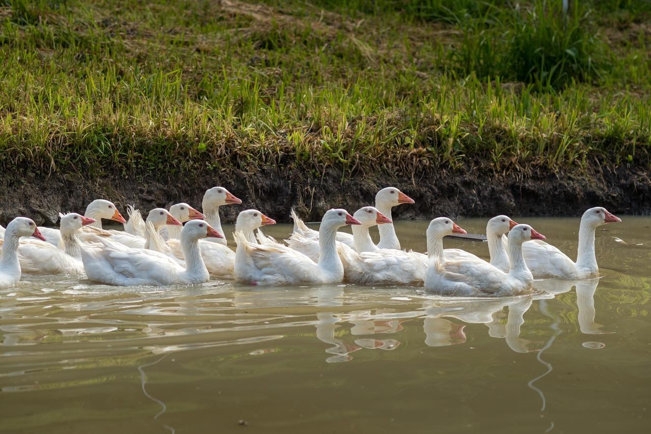 Statek U Rajmunda Zemedelska Farma Villa Velké Karlovice Buitenkant foto