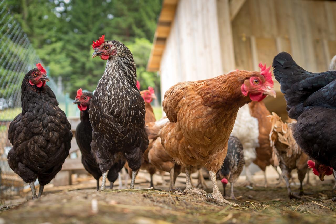 Statek U Rajmunda Zemedelska Farma Villa Velké Karlovice Buitenkant foto