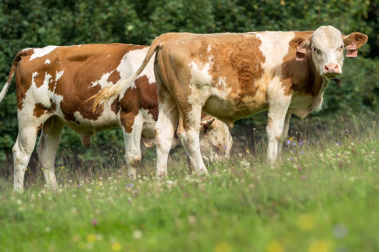 Statek U Rajmunda Zemedelska Farma Villa Velké Karlovice Buitenkant foto