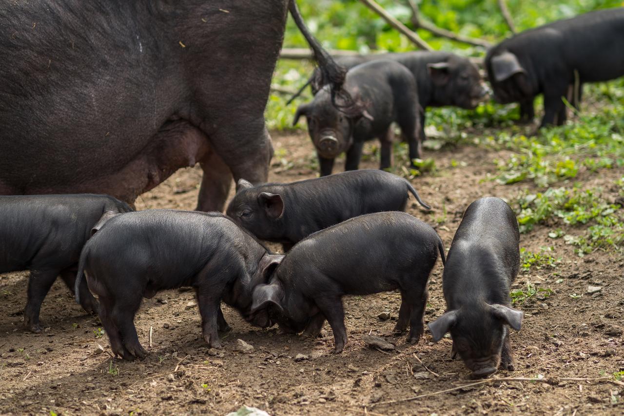 Statek U Rajmunda Zemedelska Farma Villa Velké Karlovice Buitenkant foto