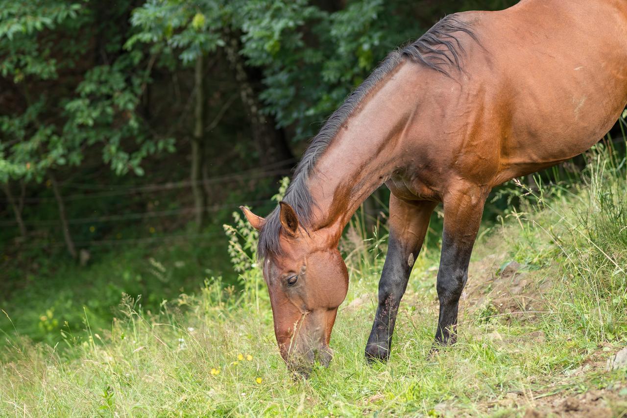 Statek U Rajmunda Zemedelska Farma Villa Velké Karlovice Buitenkant foto